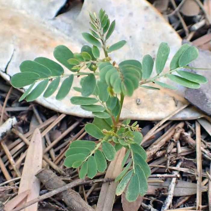 Chamberbitter growing in soil.